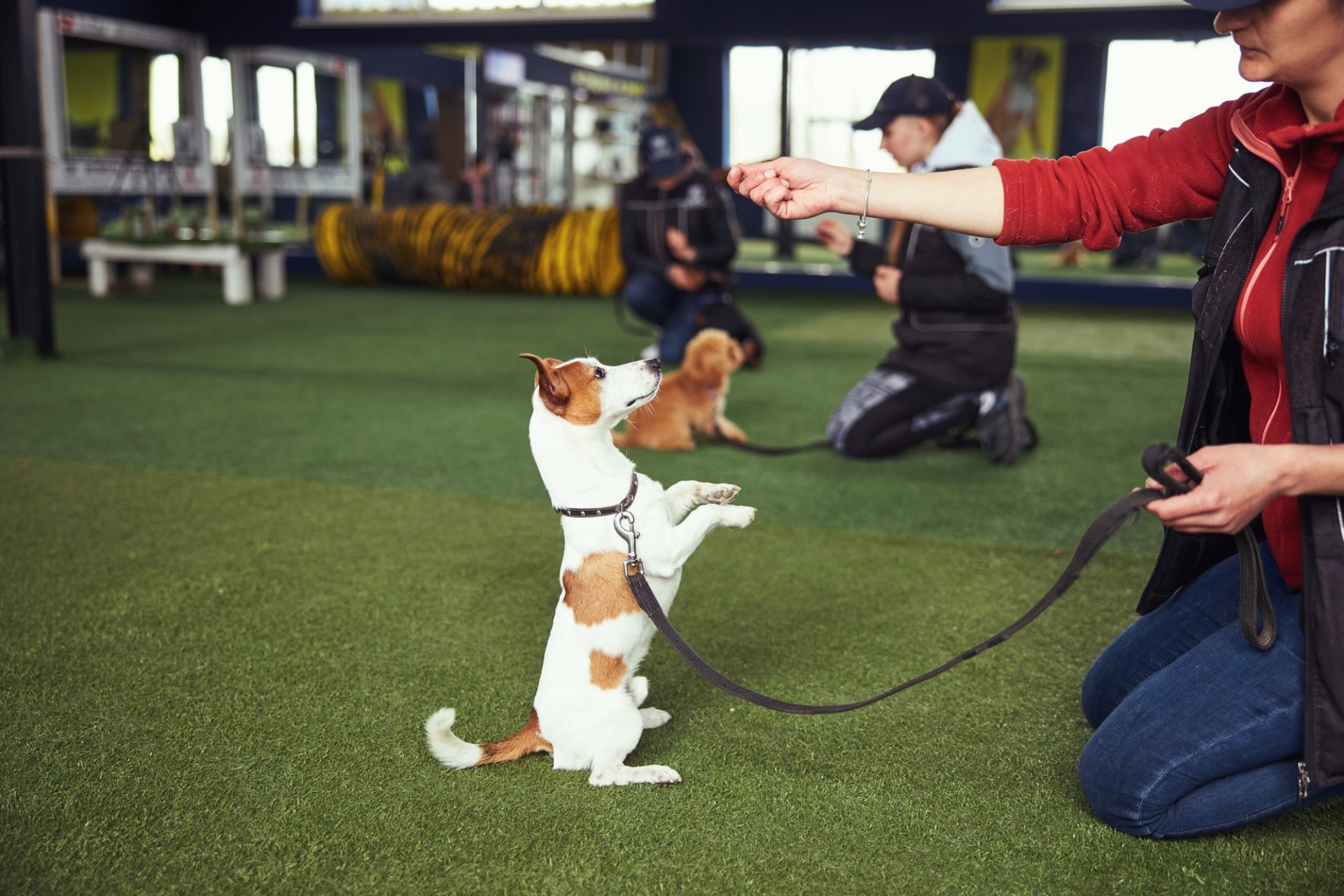 professional-dog-trainer-practicing-the-stand-command-e1657589189694.jpg