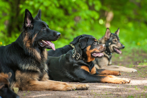 Group,Of,Dogs,On,Obedience,Training